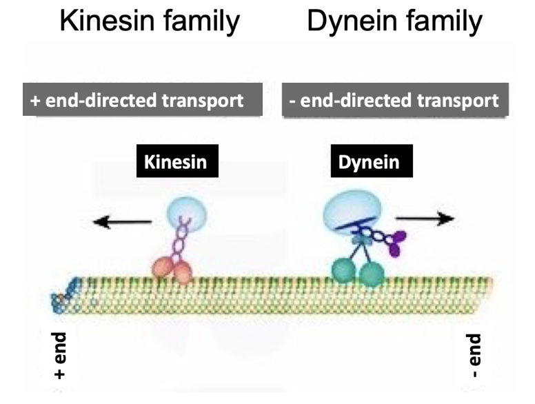 <ul><li><p><strong>Kinesin</strong>:</p><ul><li><p>Moves <strong>toward the plus end</strong> of microtubules</p></li><li><p>Transports cargo <strong>toward the cell periphery</strong></p></li></ul></li><li><p><strong>Dynein</strong>:</p><ul><li><p>Moves <strong>toward the minus end</strong> of microtubules</p></li><li><p>Transports cargo <strong>toward the cell center/MTOC</strong></p></li></ul></li></ul><p></p>
