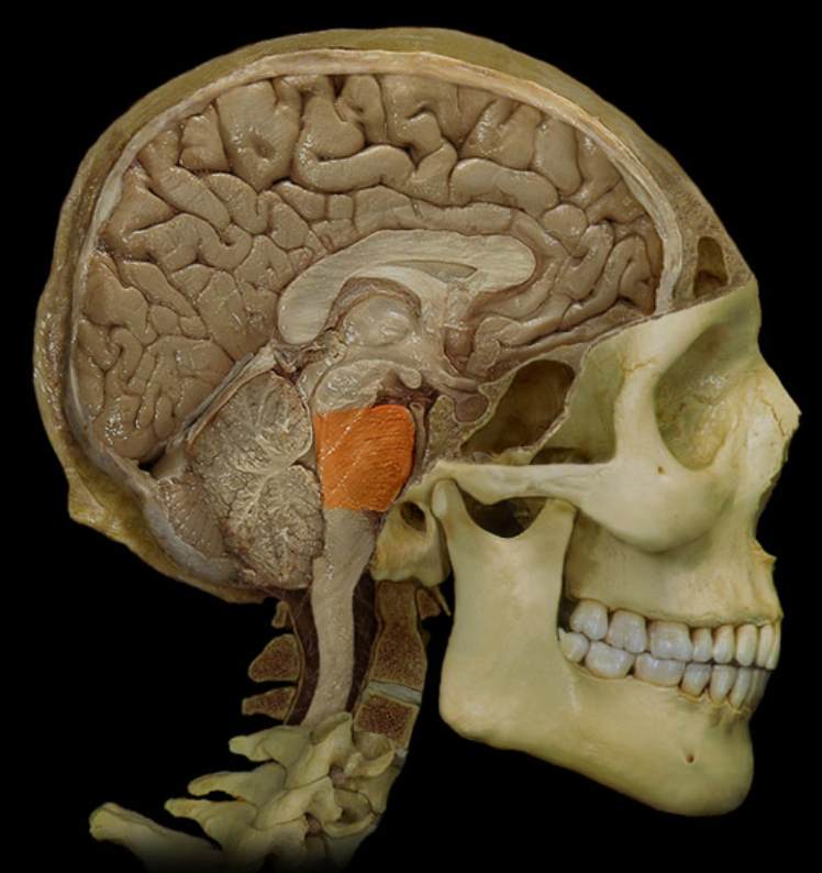 <p>What is this and what is its function?</p>