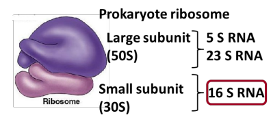 <p><strong><u>Carl Woese</u></strong> (1977): discovery of prokaryotes in extreme environments</p><ul><li><p>Used <strong><u>16S ribosomal RNA gene sequences</u></strong> (16S rRNA gene) as a <strong><u>“molecular clock”</u></strong> to <strong><u>measure the time since the divergence of two species</u></strong></p></li></ul><p></p>