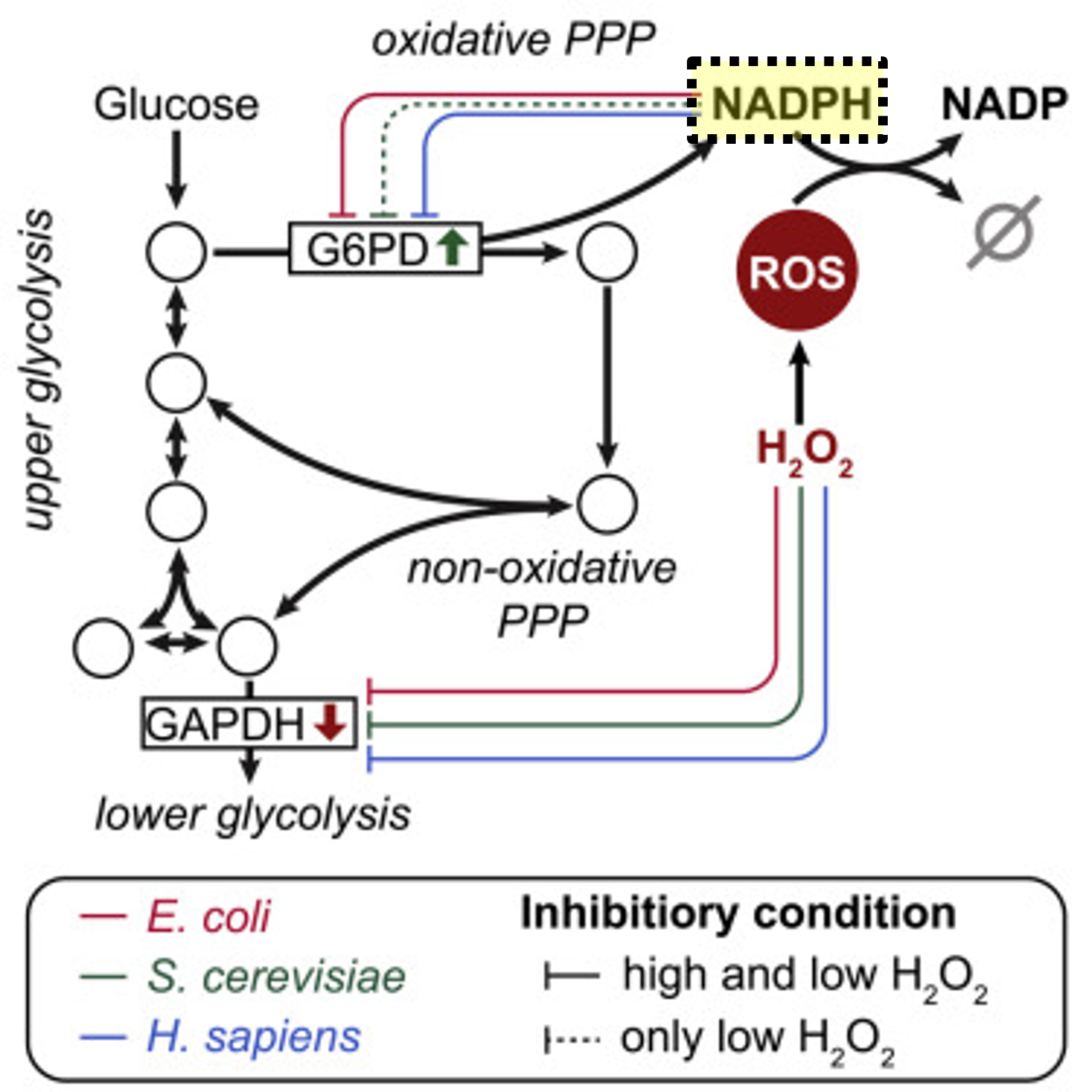 <p>NADPH neutralizes ROS in microbes</p>