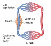 <ul><li><p>fluid leaves pump</p></li><li><p>goes to gills/lungs to pick up oxygen/get rid of CO2</p></li><li><p>goes directly to the body</p></li><li><p>after circulating in the body, fluid returns to the pump</p></li></ul><p></p>