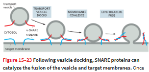 <p><strong>SNAREs </strong>help with firmly docking the vesicle into place as well as having a central role in <strong>catalyzing the membrane fusion required for a transport vesicle to deliver its cargo—&gt; also add the vesicle membrane into the membrane of the organelle (intermix)</strong></p><ul><li><p>when fusion is triggered, the v-SNAREs and the t-SNAREs wrap around each other tightly, thereby <strong>acting like a winch that pulls the two lipid bilayers into close proximity </strong>squeezing out of any water molecules that remain trapped between the two membranes allowing fo the lipids to flow together</p></li></ul>