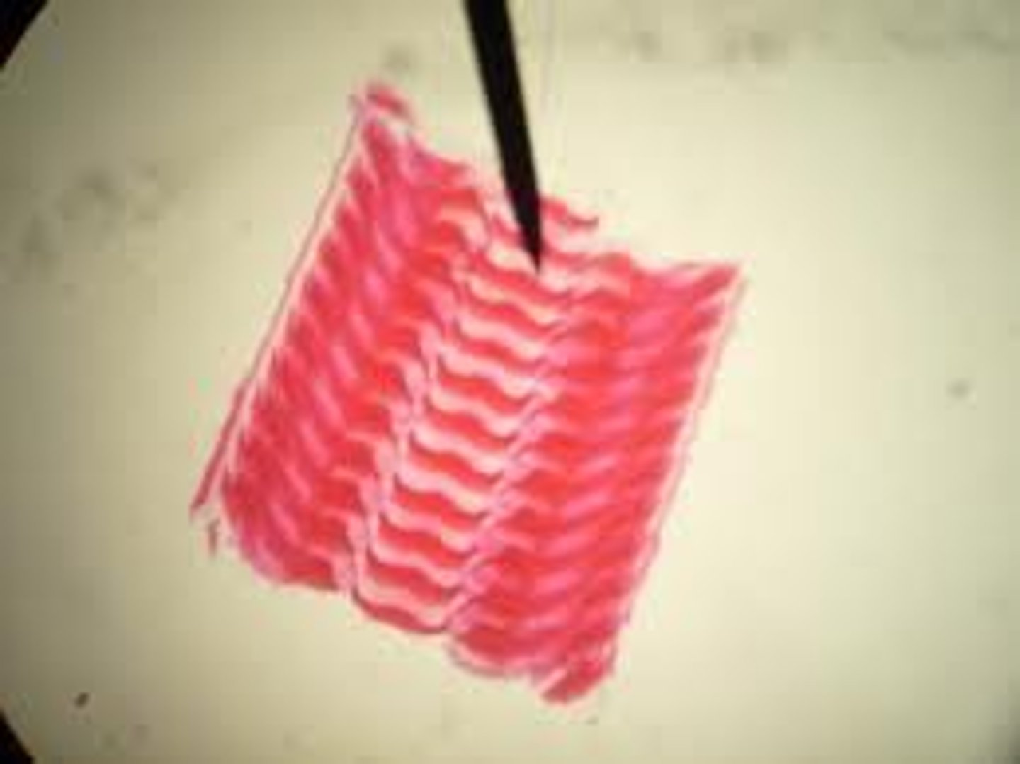 <p>A ribbon-like, toothed feeding organ found in most mollusks used to scrape or cut food.</p>