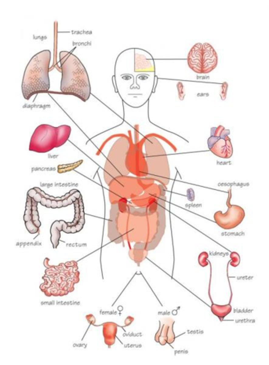 <p>A set of parts that work together (interact) toward a goal or outcome.</p>