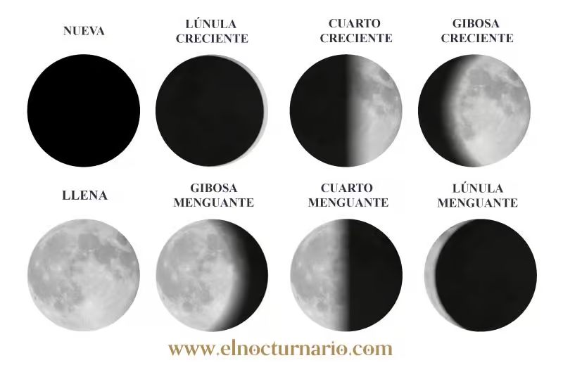 <p><span>Las fases dependen de la posición de la Luna en su órbita alrededor de la Tierra. A medida que la Luna orbita nuestro planeta, desde nuestra perspectiva vemos diferentes ángulos de la mitad de la Luna que está iluminada por el Sol.</span></p><p></p><p><span>las fases se repiten con un periodo de 29.5 dias</span></p><p></p><ul><li><p>luna nueva —&gt; conjuncion</p></li><li><p>luna llena —&gt; oposicion</p></li></ul><p></p>