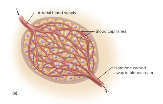 <p>Endocrine glands</p>