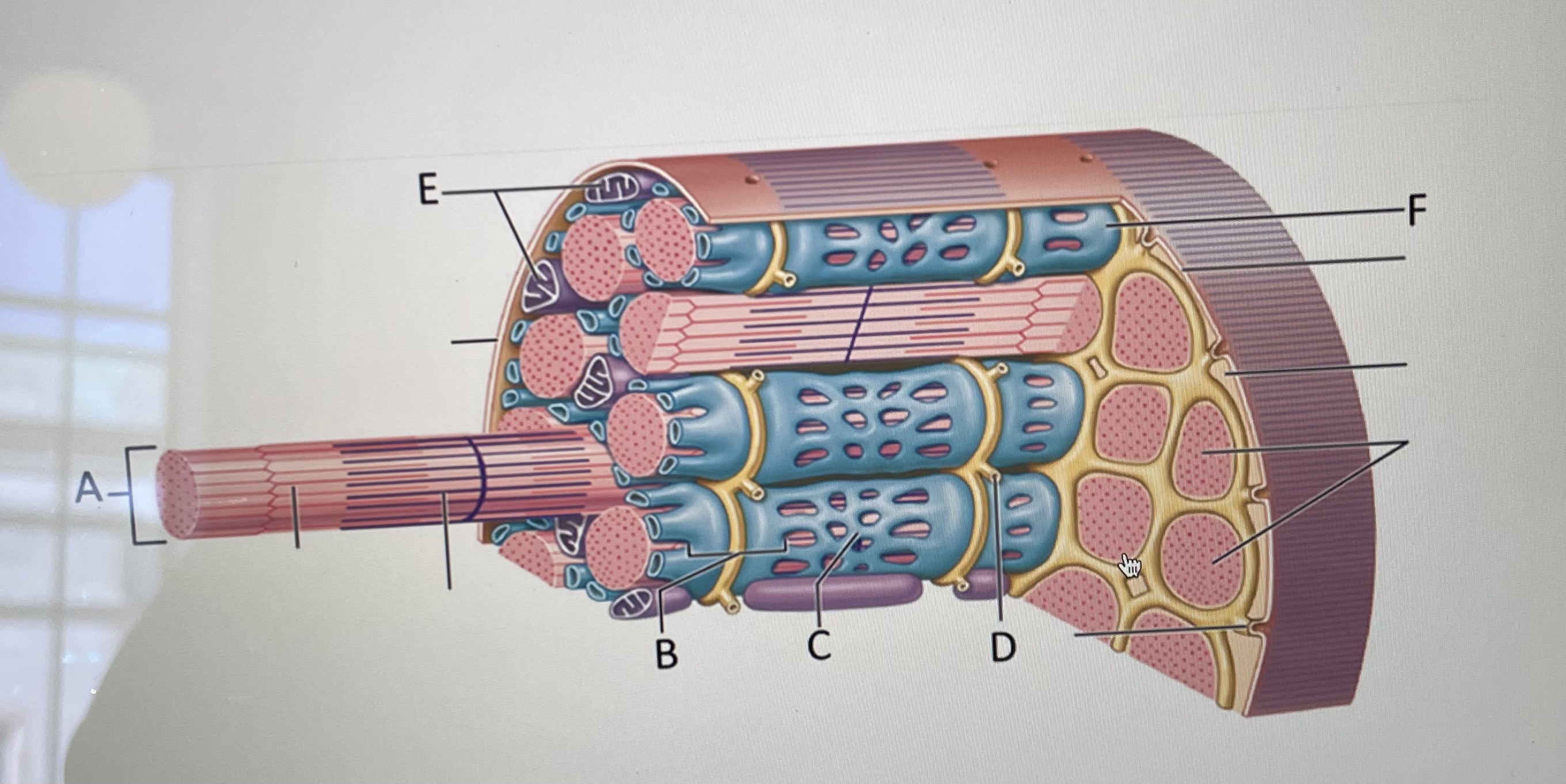 In the image above,  *is the Sarcoplasmic reticulum and* _ is a terminal cisterna