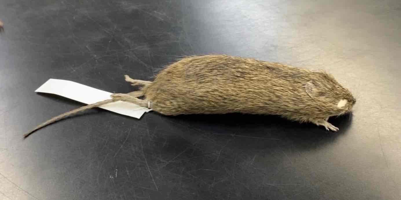 <ul><li><p>order- rodentia </p></li><li><p>fam- Cricetidae </p></li></ul><p>large and robust. pelage coarse and grizzled, black guard hairs stiff. tail short, sparsely haired. ears small, black or gray. hind feet with six planta tubercles, 3 middle toes longer than the outer 2 toes. Normally inhabits tall grass areas. primarily nocturnal and herbivorous. </p>