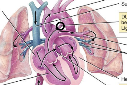 <p>connects the pulmonary artery to the aorta, allowing blood to bypass the non-functioning fetal lungs.</p><p>Turns into <strong>Ligamentum Arteriosum</strong></p>