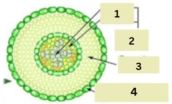 <ol><li><p>the two types of tissue under the v…. tissue</p></li></ol><p></p>