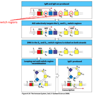 <p>-DNA rearrangement that allows the same VDJ to be expressed with different heavy chain constant regions</p><p>-critical enzyme involved: activation-induced deaminase (AID)</p><p>-cytokines direct which switch regions are targeted</p>