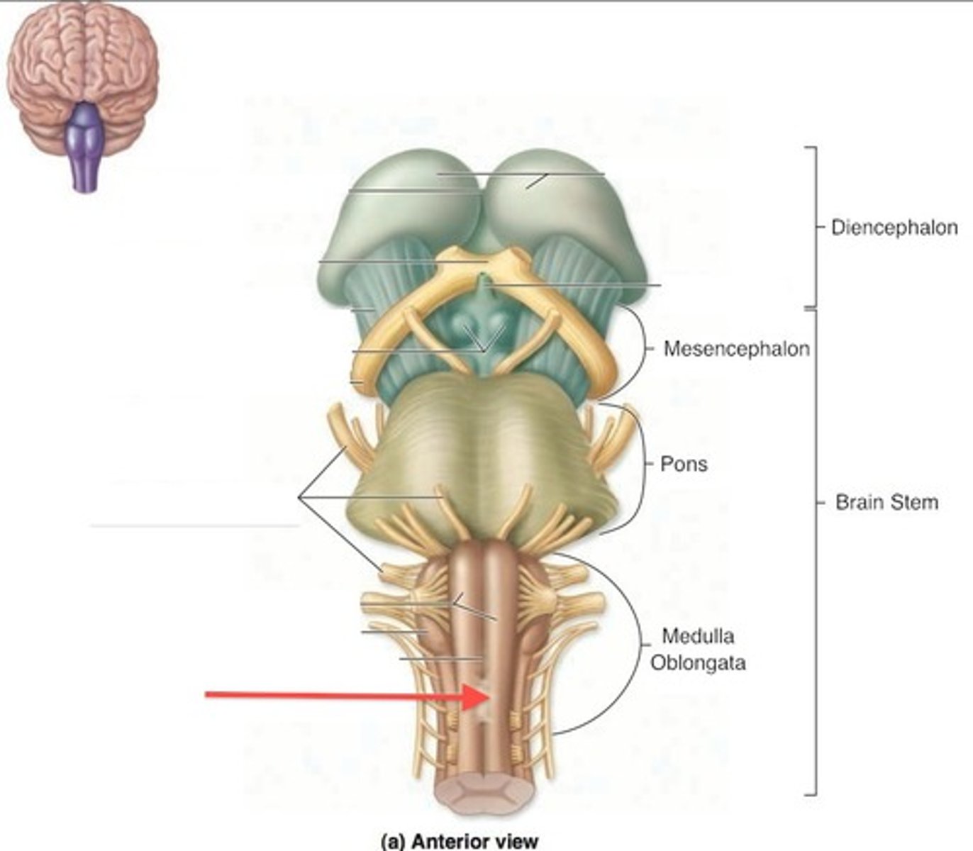 <p>pyramidal decussation</p>