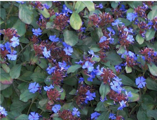 <p>Groundcover</p><p>Sun</p>