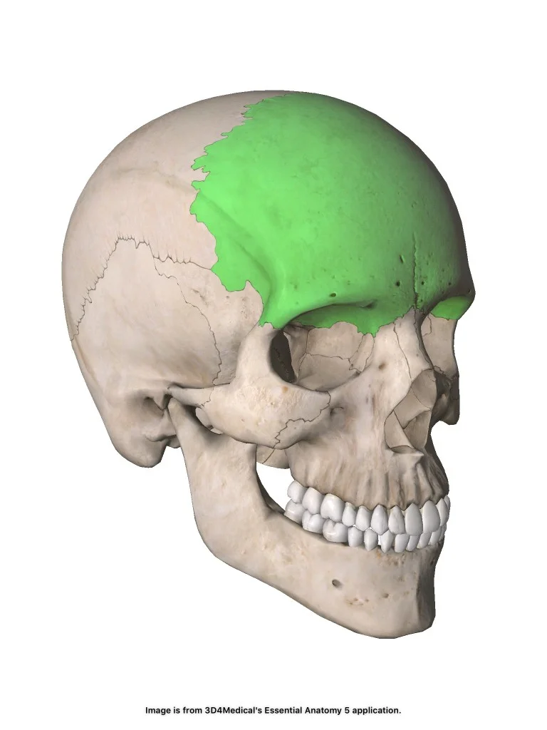 <p>Framför frontalloben och skyddar. Oparigt. Neurokraniet.</p>