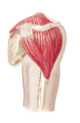 <p>Several tendons with fibers between them</p><p>Ex: Deltoid</p>