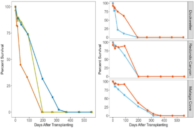 <ul><li><p><span>Mapping</span></p><ul><li><p><span>Trimble R1 GPS (sub meter</span><br><span>accuracy)</span></p></li><li><p><span>Downlooking Sonar</span></p></li><li><p><span>Structure – collection of eelgrass</span><br><span>density, length and width</span></p></li></ul></li><li><p><span>Fish</span></p><ul><li><p><span>Timed roving surveys on SCUBA</span></p></li><li><p><span>Recorded abundance and</span><br><span>estimated length</span></p></li><li><p><span>Transects on edge and middle of</span><br><span>bed</span></p></li><li><p><span>Goal was six transects/bed</span></p></li></ul></li><li><p><span>Data Collected July-December</span></p></li></ul><p></p>