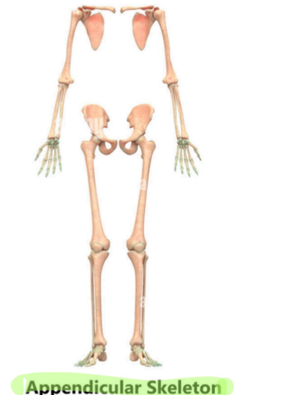 <p>proximal(appendicular skeleton)</p>