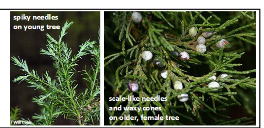 <p>Cupressaceae</p><p>Juniperus virginiana</p>