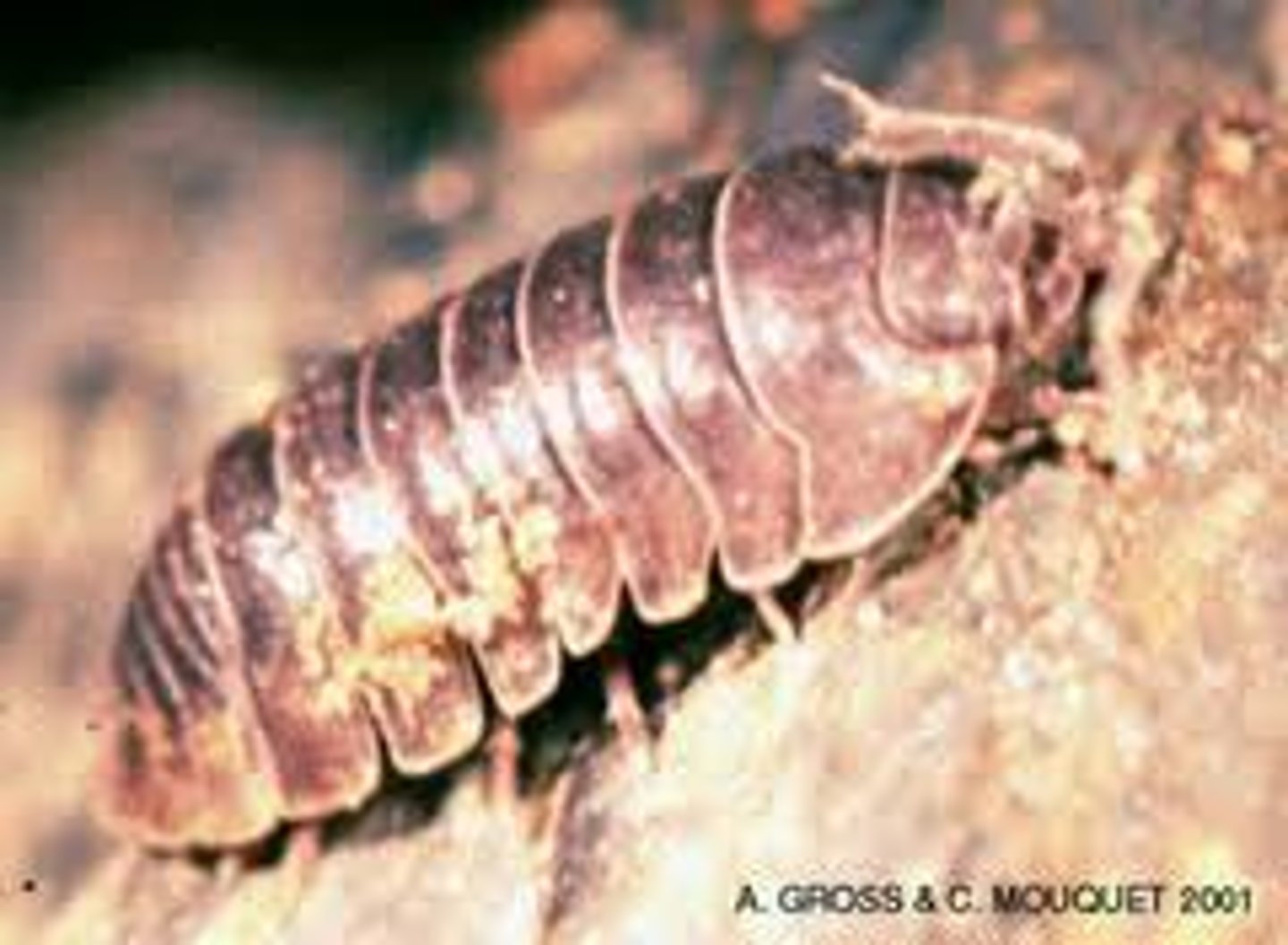 <p>extremely abundant<br>dorsal-ventra compressed body<br>many are parasites<br>important as a food resource for many other species<br>some are wood borers<br>lack a carapace</p>