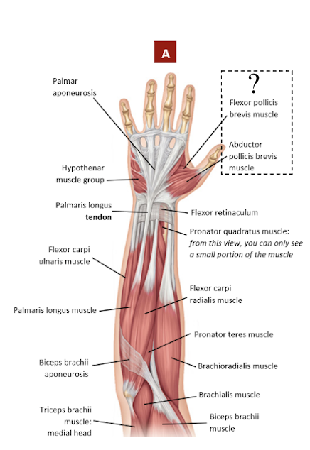 <p>mass of muscles located at the base of the thumb</p><ul><li><p>includes the flexor pollicis brevis and abductor pollicis brevis muscles</p></li><li><p>concerned with the thumb’s precise movement</p></li></ul><p></p>