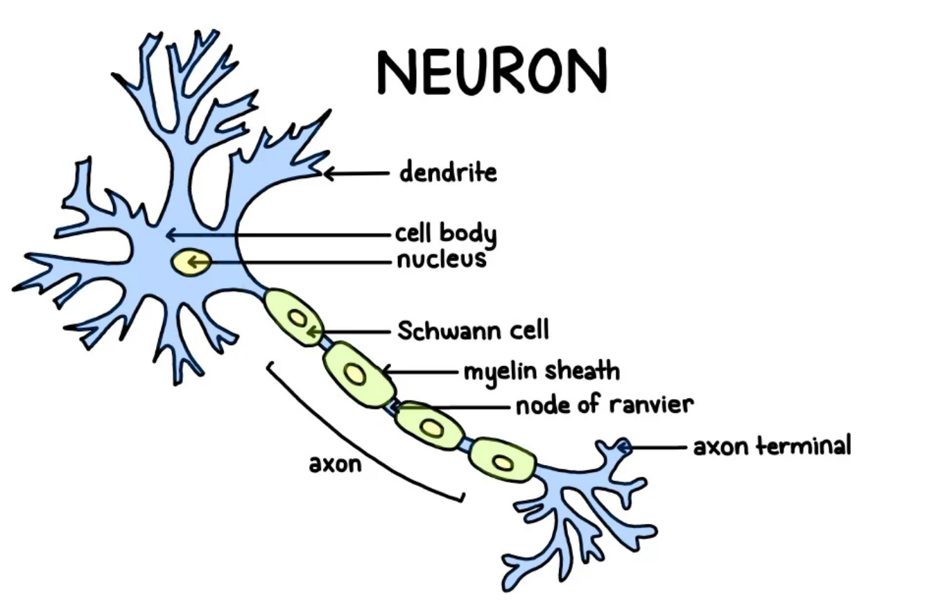 insulating tissue that not only protects axon but enables axon a greater transmission speed as neural impulses go place to place (78)