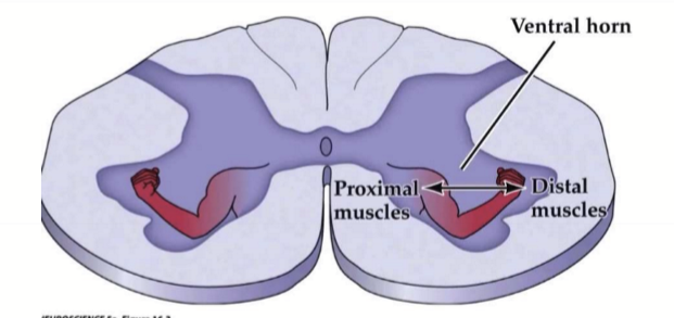 <p>Proximal muscles are more centrally located compared to distal muscles </p>