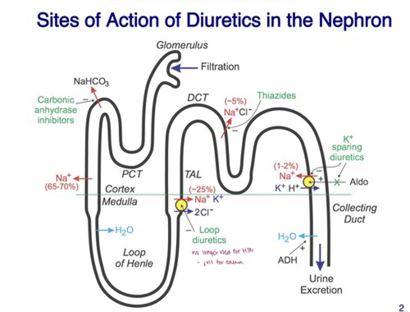 <p>carbonic anhydrase inhibitors</p><p>- proximal tubule</p><p>- ↓ H⁺ secretion → ↓ Na⁺ reabsorption → ↑ urine output</p><p>loop diuretics</p><p>- thick ascending limb of loop of henle</p><p>- inhibit Na⁺-K⁺-2Cl⁻ co-transporter</p><p>thiazide diuretics</p><p>- distal convoluted tubule</p><p>- inhibit Na⁺-Cl⁻ co-transporter</p><p>K⁺-sparing diuretics</p><p>- collecting duct</p><p>- block aldosterone or enaC → prevent K⁺ loss</p>