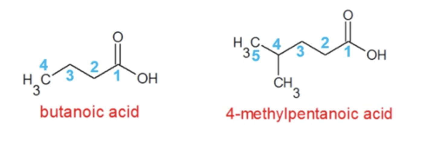 <p>same as alkanes except:</p><p>-parent chain is the longest carbon chain that contains the carboxylic acid</p><p>-number the parent chain in the direction that gives the C.A. the lowest number</p><p>-replace "e" in alkane name with "oic acid"</p>