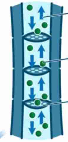 <p>up and down the plant</p>