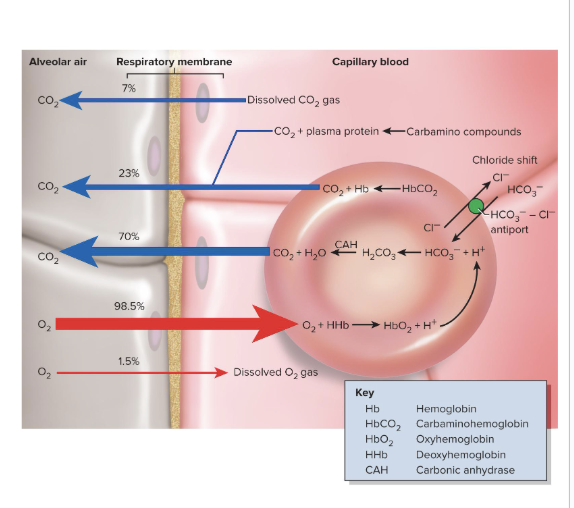 <ul><li><p>As hemoglobin loads O2 from the alveoli, its affinity for H+ decreases</p></li></ul><ul><li><p>Reverse chloride shift happens</p><ul><li><p>bicarbonate diffuses back into the RBC in exchange for Cl-</p></li></ul></li><li><p>H+ dissociates from hemoglobin and binds with bicarbonate in the RBC</p></li><li><p>carbonic anhydrase turns carbonic acid into CO2 and water</p></li><li><p>the  CO2 diffuses into the alveoli to be exhaled</p></li></ul><p></p>