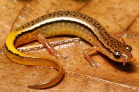 <p>southern two-lined salamander<br>- 2 dark lines border broad light strip <br>- tail breaks up into dots/dashes</p>