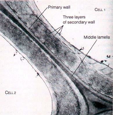 a thin layer between primary walls of adjacent cells that glues them together with pectin