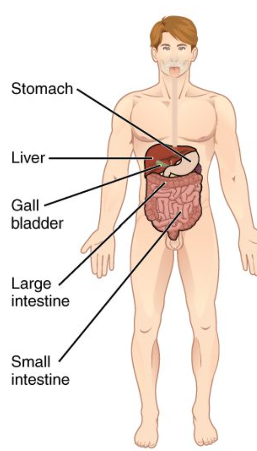 <p>Digestive System</p>