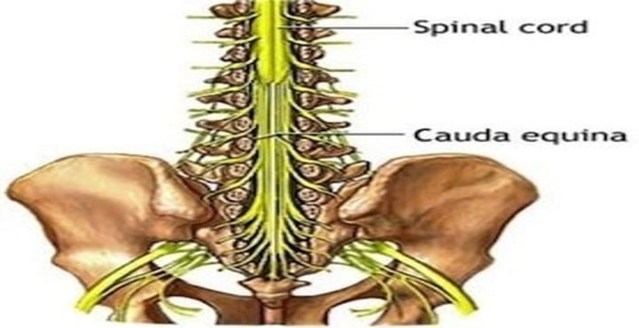 <p>"horse's tail," a fan of nerve fibers at the inferior end of the spinal cord</p>