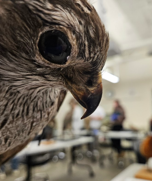 <p>the nostrils are separated from each other by the septum</p>