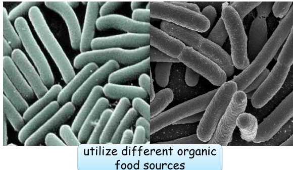 <ul><li><p>a set of organisms adapted to a specific set of resources</p></li></ul>