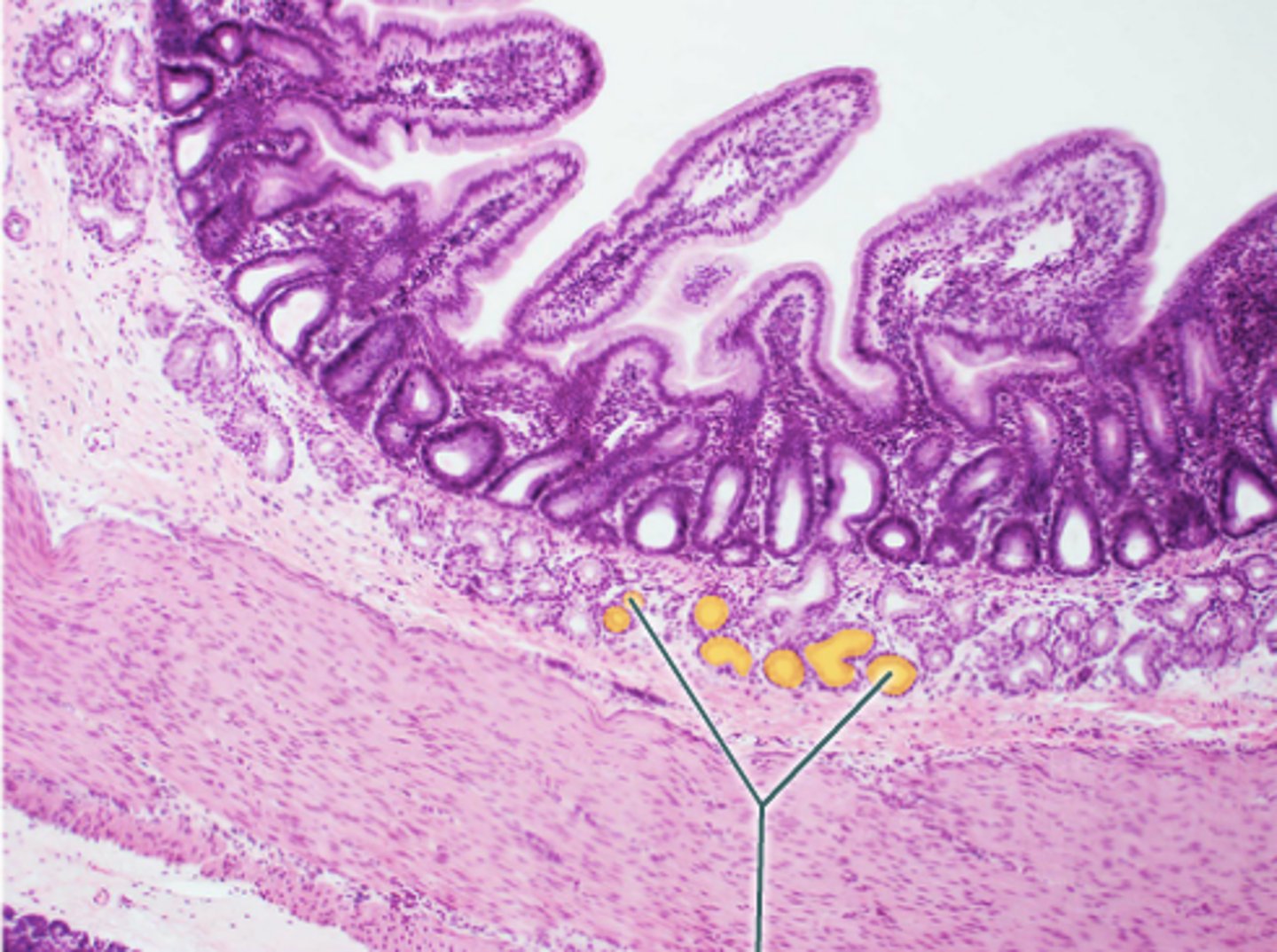 <p>What are the glands in the duodenum?</p>