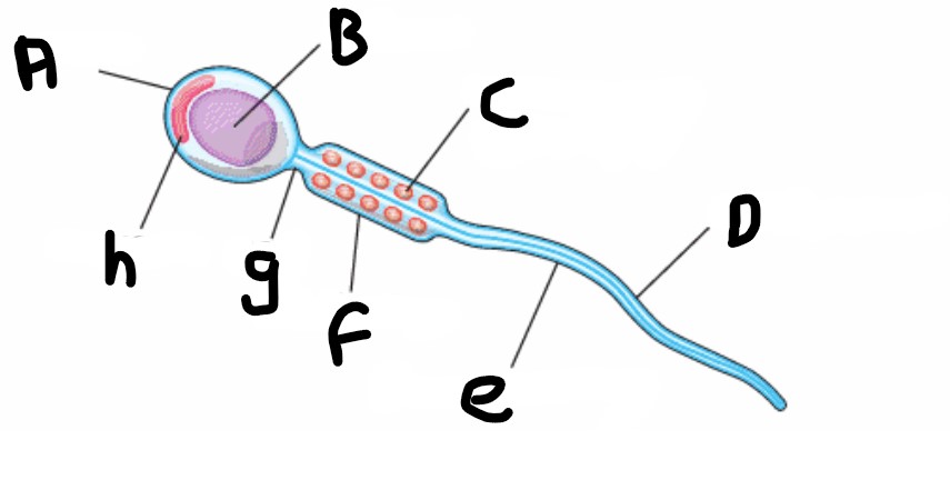 <p>What is structure A?</p>