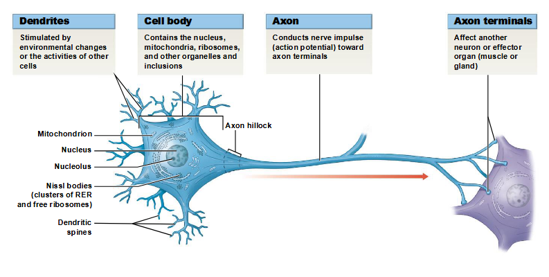 <p>cell body, axon, dendrites, perikaryon, dendritic spines, axon terminals </p>