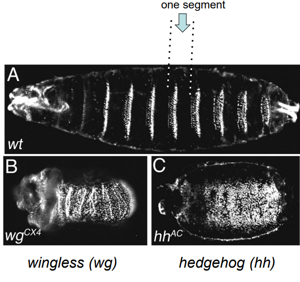 <ul><li><p>Parasegments are the primary, repeating developmental units established by pair-rule genes in the Drosophila embryo. </p></li><li><p>There are 14 parasegments. </p></li><li><p>Each parasegment consists of the posterior compartment of one future segment and the anterior compartment of the next segment. </p></li><li><p>For example, the segment polarity gene engrailed (en) marks the anterior boundary of each parasegment (which becomes the posterior compartment of a segment), while wingless (wg) is expressed in the cells just anterior to engrailed. Hedgehog (hh) is expressed in the engrailed-expressing cells. </p></li><li><p>These genes interact to establish and maintain parasegment boundaries, which then lay the coordinates for the future segments. (e.g., wgCX4 and hhAC are mutant alleles of wingless and hedgehog).</p></li></ul><p></p>