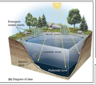 <p>Aquatic biome</p>