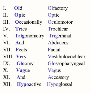 <p>Revision on the Cranial nerves:</p>