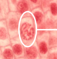 <p>The first stage of mitosis where chromatin condenses into visible chromosomes, the nuclear envelope breaks down, and spindle fibers begin to form. </p>