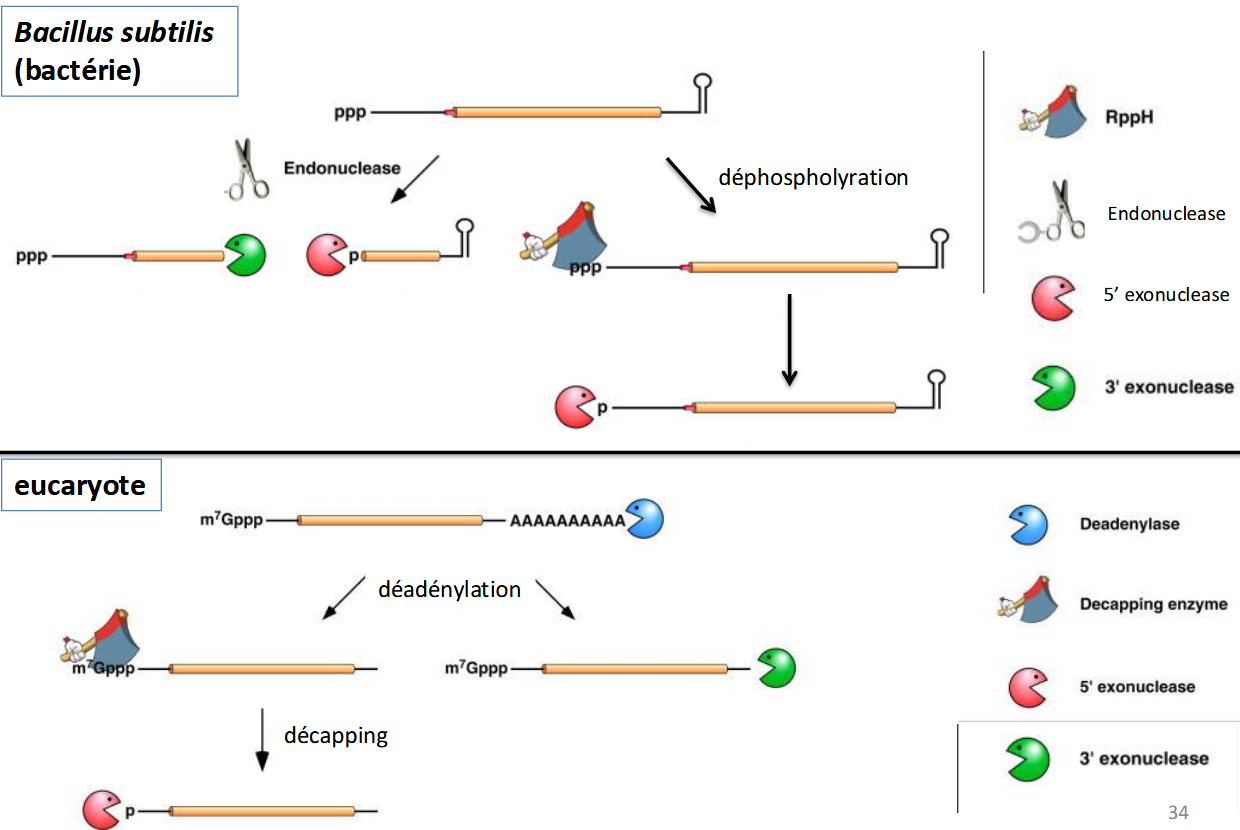 <p>Bactérie:</p><ol><li><p>Départ : ARNm avec une extrémité 5’ triphosphate (ppp) → relativement stable.</p></li><li><p>Déphosphorylation (RppH) → conversion en 5’ monophosphate (p).<br>→ Cela rend l’ARNm sensible aux RNases.</p></li><li><p>Clivage endoribonucléolytique (ciseaux, ex. RNase Y) → coupure interne de l’ARNm.</p></li><li><p>Dégradation par exoribonucléases :</p><ul><li><p>5’ → 3’ (ex. RNase J)</p></li><li><p>3’ → 5’ (PNPase, RNase II, etc.).</p></li></ul></li></ol><p><span data-name="point_right" data-type="emoji">👉</span> Ici, la déphosphorylation de l’extrémité 5’ est l’étape clé qui déclenche la dégradation</p><p></p><p>Eucaryote:</p><ol><li><p>ARNm protégé par :</p><ul><li><p>une coiffe m⁷Gppp à l’extrémité 5’</p></li><li><p>une queue polyA en 3’.<br>Ces structures protègent l’ARNm de la dégradation.</p></li></ul></li><li><p>Déadénylation : raccourcissement progressif de la queue polyA.<br>→ l’ARNm devient instable.</p></li><li><p>Deux voies possibles :</p><ul><li><p>Décapping (retrait de la coiffe 5’ m⁷Gppp) → permet la dégradation 5’ → 3’ par Xrn1 (exonucléase).</p></li><li><p>Dégradation 3’ → 5’ par l’exosome après disparition de la queue polyA.</p></li></ul></li></ol><p><span data-name="point_right" data-type="emoji">👉</span> Chez les eucaryotes, ce sont la coiffe 5’ et la queue polyA qui contrôlent la stabilité et la durée de vie des ARNm.</p>