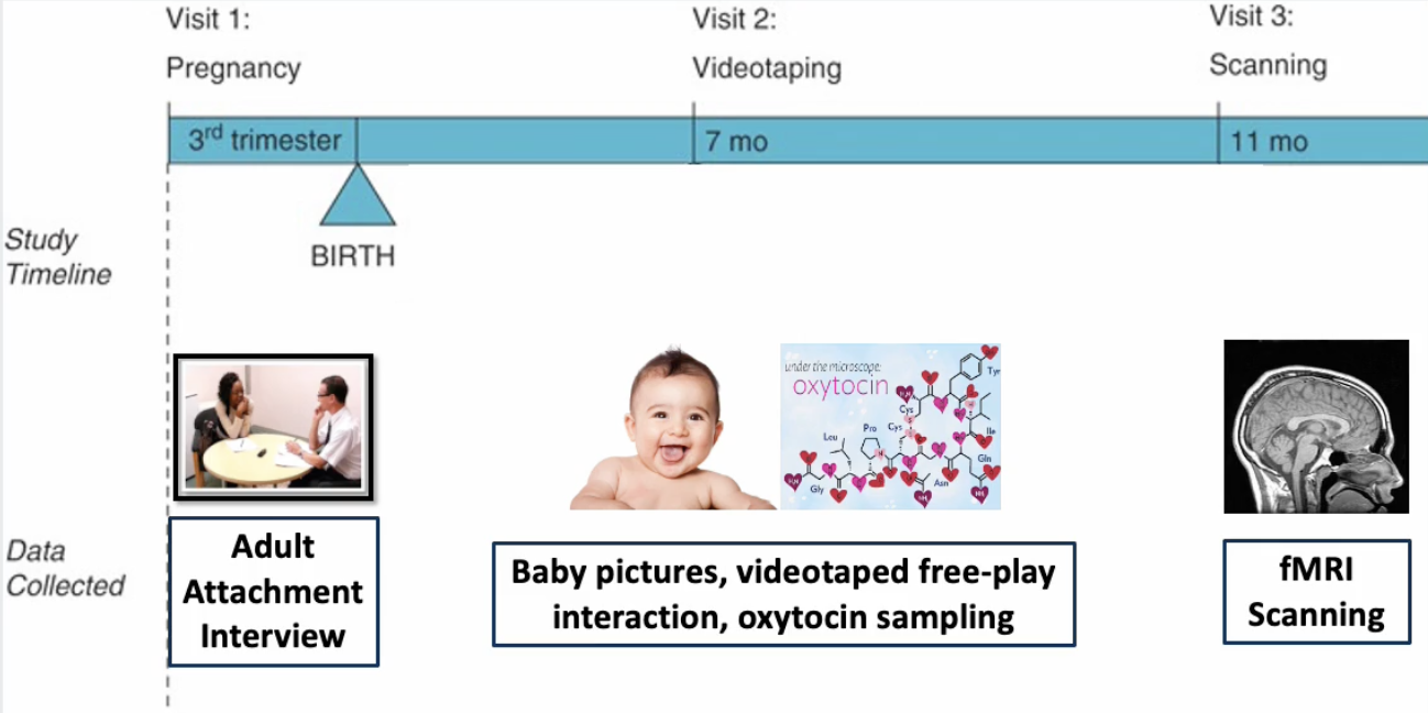 <ol><li><p><strong>First visit:</strong> during 3rd trimester </p><ul><li><p>Adult attachment interview: assessing mother’s attachment style before having the baby</p></li></ul></li><li><p><strong>Second visit:</strong> at 7 months old</p><ul><li><p>Baby pictures were taken (neutral, happy and sad)</p></li><li><p>Videotaped free-play interaction to observe attachment style with their infants</p></li><li><p>Oxytocin sampling for a baseline</p></li></ul></li><li><p><strong>Third visit: </strong>at 11 months </p><ul><li><p>fMRI scan was completed, where the mother looked at photos of their child and a random child (of similar age, race and gender) in different emotional states (happy, neutral and sad)</p></li><li><p>The images were shown in 2-6 second random inter-stimulus intervals </p></li></ul></li></ol><p></p>