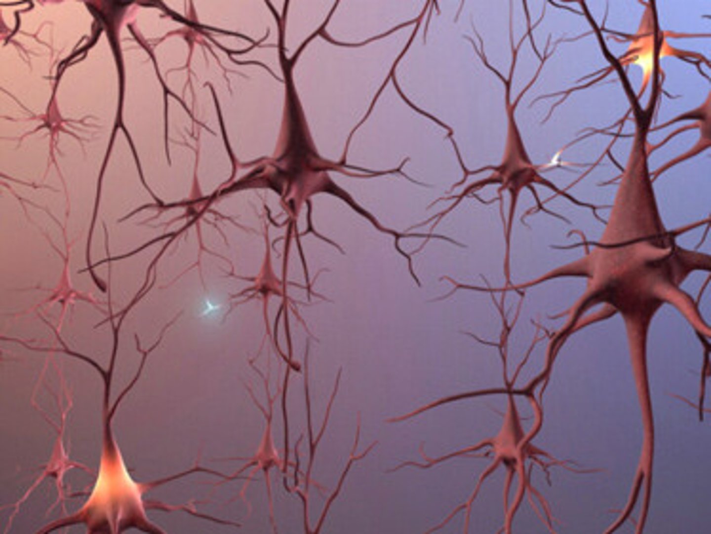 <p>the formation of new neurons</p>