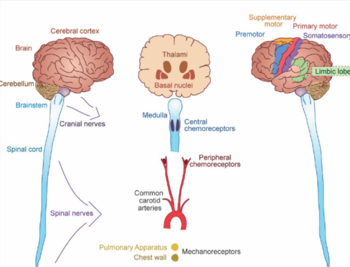 <p>Descending pathways from the <u>cerebral cortex</u> let us modify breathing to Speak, Sing, Swim/dive, Play wind instruments</p><p><u>rhythmic breathing; “pacemaker-like” activity</u> that turns the inspiratory neurons on and off</p><p><u>Expiratory neurons are silent at rest</u>, but are <u>activated when breathing activity must be increased</u></p>