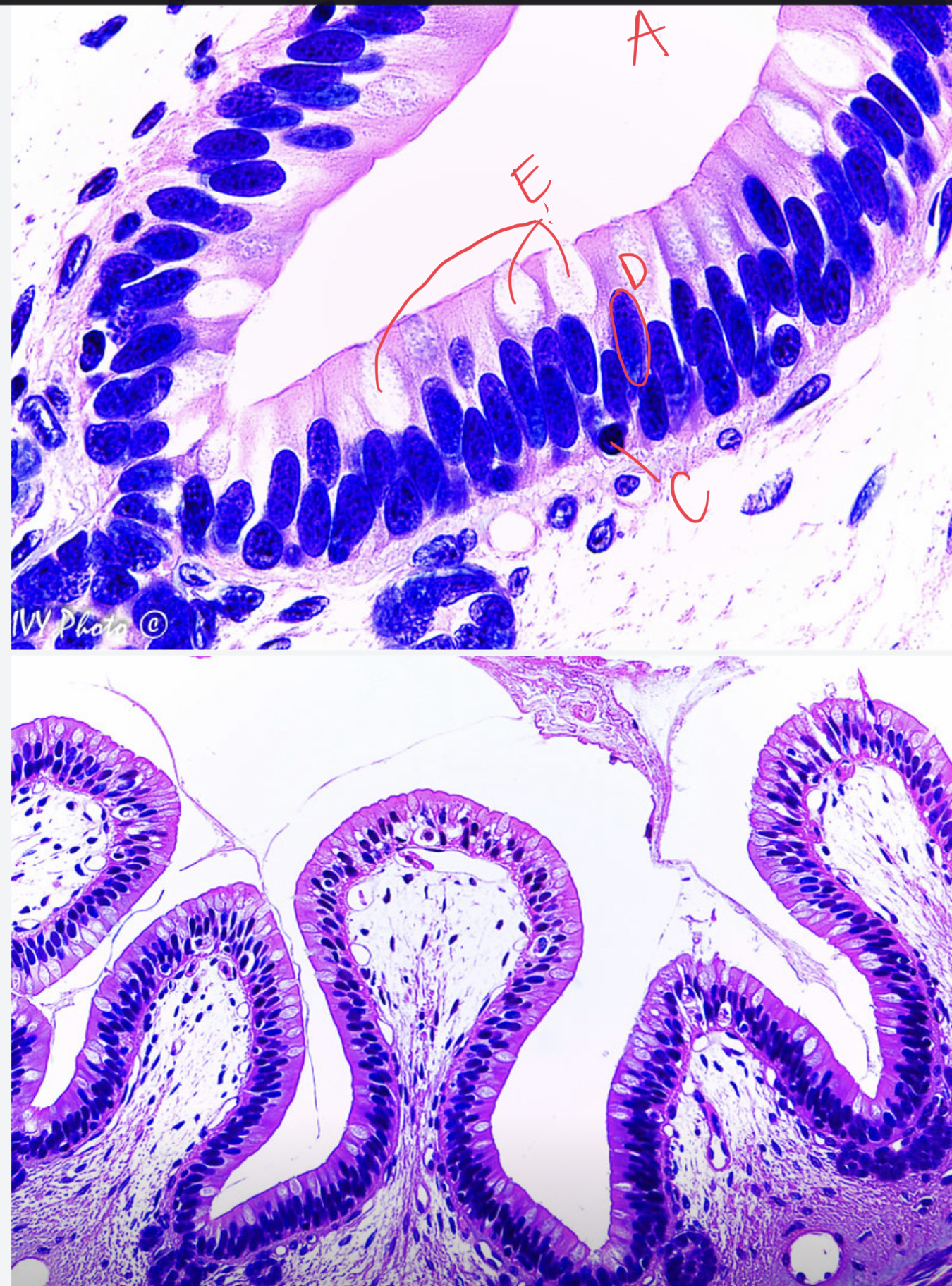 <ul><li><p>tissue type</p></li><li><p>location</p></li><li><p>label</p></li><li><p>function of goblet cells?</p></li></ul>