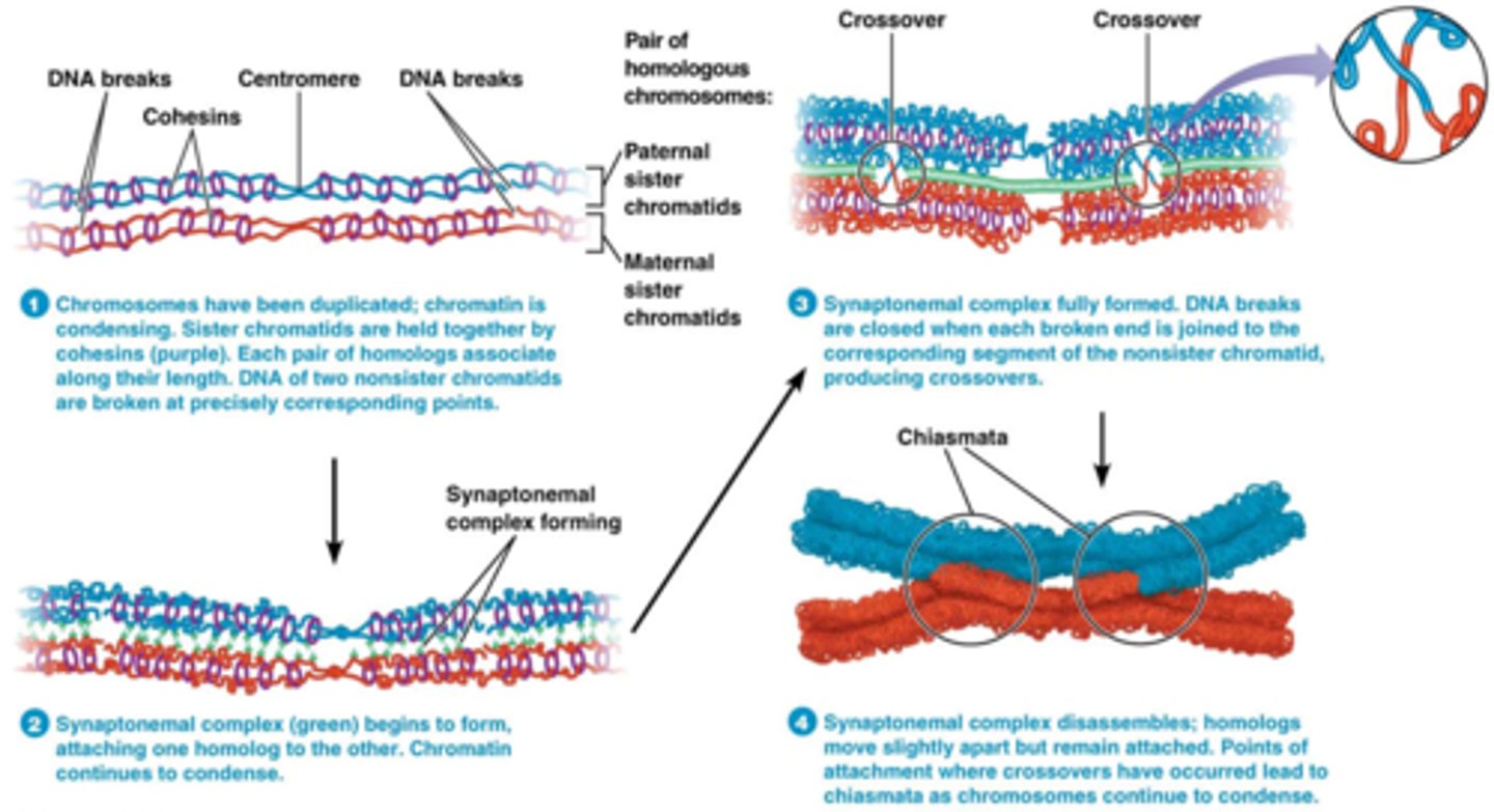<p>1. Synaptonemaal complex verschijnt op moment dat er recombinatie plaatsgrijpt</p><p>2. Synaptonemaal complex is een eiwitcomplex dat twee niet-zusterchromatiden van een homoloog chromosomenpaar verbindt</p><p>3. Geen synaptonemaal complexen = geen meiotische recombinatie </p><p>Blauw en rood en zijn de niet-zusterchromatiden</p><p>Paars is de cohesine</p><p>Je ziet ook het centromeer waar eigenlijk cohesine rond zou moeten zitten die beschermt wordt door shugosin</p><p>In deze foto zie je een dubbele crossing over, dan wordt er maar een klein stukje geswitched</p>