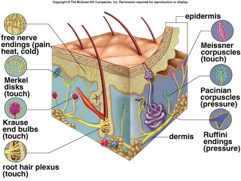 <p>touch receptor involving deep pressure and vibration; shaped like an onion</p>
